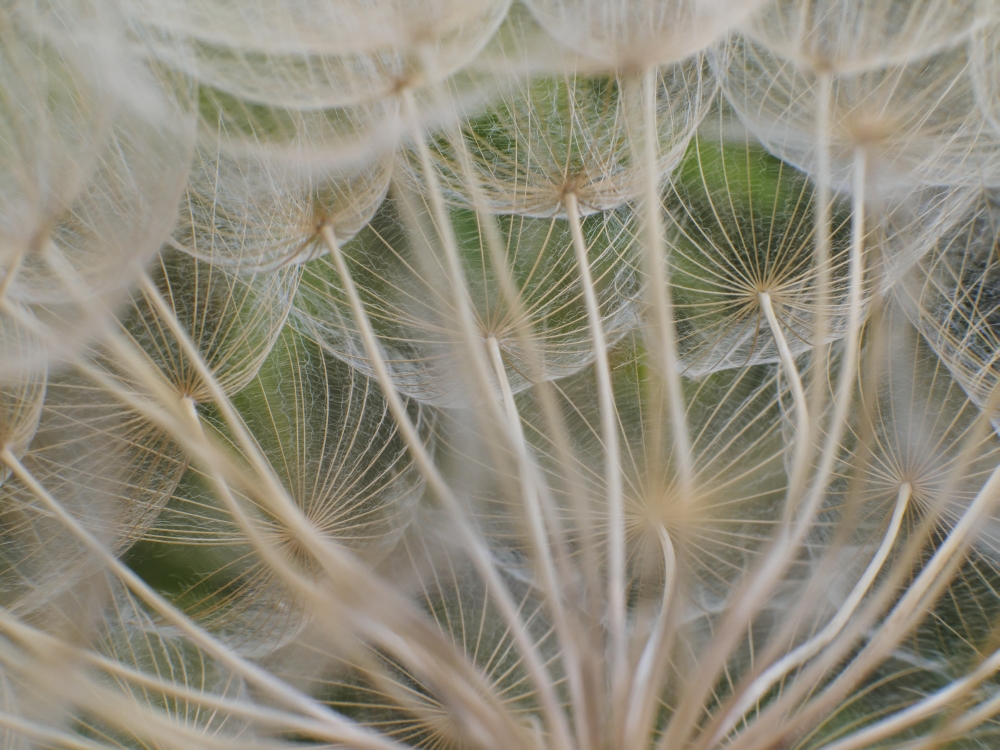 Close Up of Yellow Goatsbeard A Plant That Looks Like A Giant Dandelion Head When It Goes To Seed - Capanuccia Florence 1 Poster Print - 17 x 13 in.