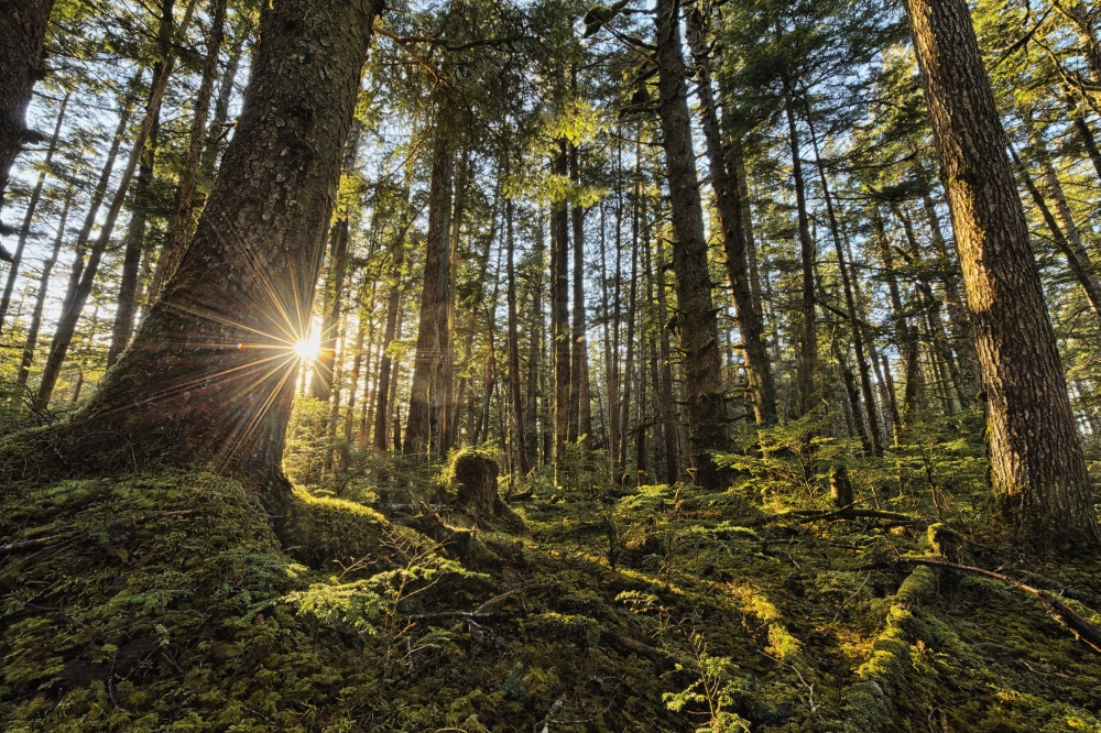 Sunlight Streams Through The Rainforest of Naikoon Provincial Park Which is on Haida Gwaii - British Columbia Poster Print - 19 x 12 in.