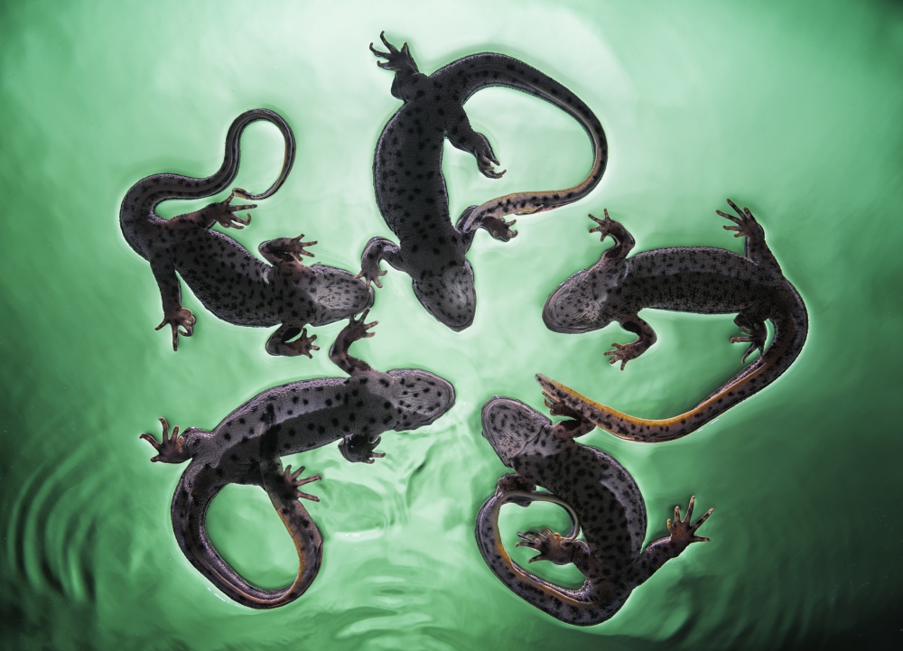 DPI12275326LARGE Newts Pleurodelinae on The Surface of Turquoise Water - Tarifa Cadiz Andalusia Spain Poster Print - 38 x 26 in. - Large