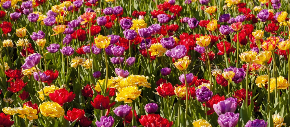 DPI12277404 Tulips at The Canadian Tulip Festival - Ottawa Ontario Canada Poster Print - 32 x 14 in.