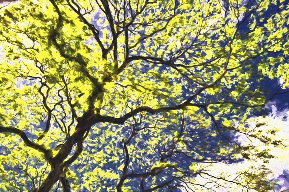 DPI12278232 Yellow Flowering Tree with The Monet Effect - Honolulu Oahu Hawaii United States of America Poster Print - 19 x 12 in.