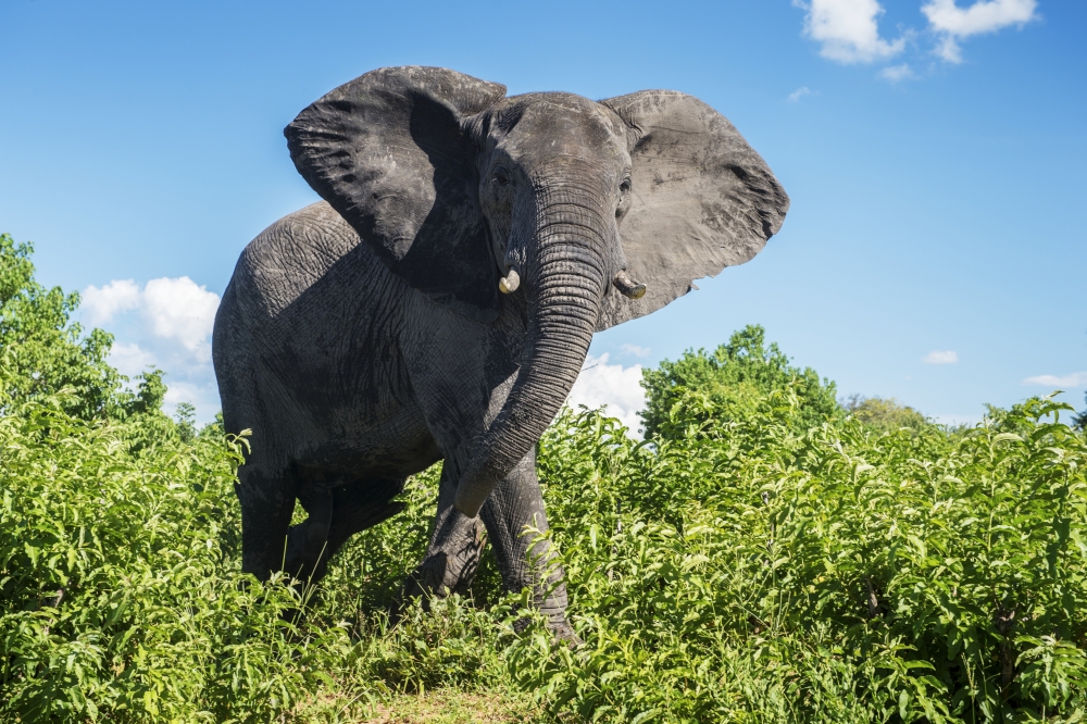 DPI12281728LARGE African Elephant Loxodonta Chobe National Park - Kasane Botswana Poster Print - 38 x 24 in. - Large
