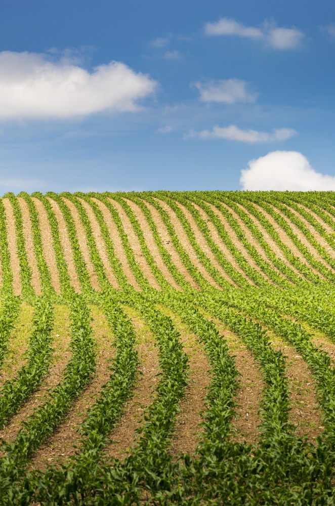 Rows of A Corn Field on A Hilly Slope with Blue Sky & Clouds - Glomel Brittany France Poster Print