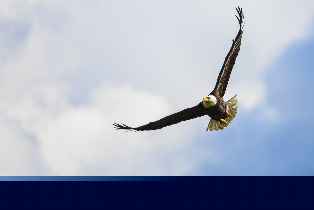 A Bald Eagle Soars Over The Serpentine River Looking for Fish - Surrey British Columbia Canada Poster Print - 38 x 24 in. - Large