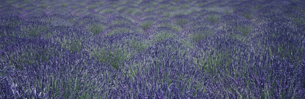 Close Up View of Lavender Plants Swaying in The Breeze on An Organic Farm in The Santa Ynez Valley - Buellton California Poster Print - 27 x 8 in.
