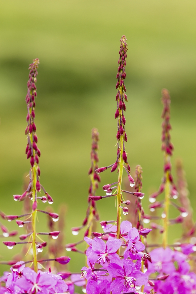 Common Fireweed Lines The Denali Park Road at Sable Pass in Denali National Park in Interior Alaska Summer Poster Print - 12 x 19 in.