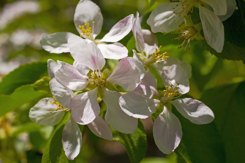Apple Blossoms - Ottawa Ontario Canada Poster Print - 19 x 12 in.