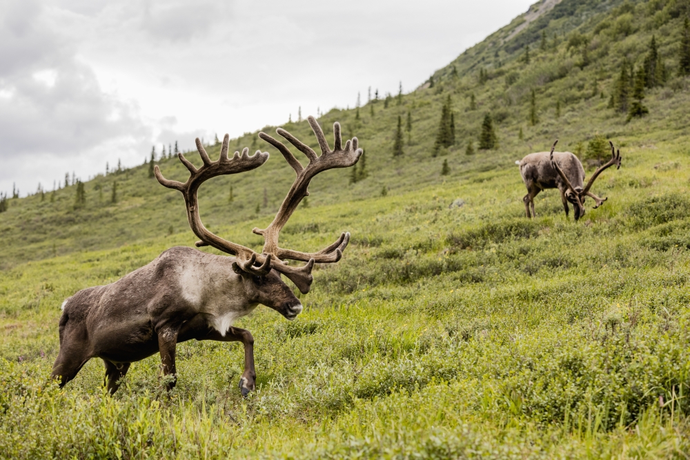 Caribou Poster Print - 38 x 24 in. - Large
