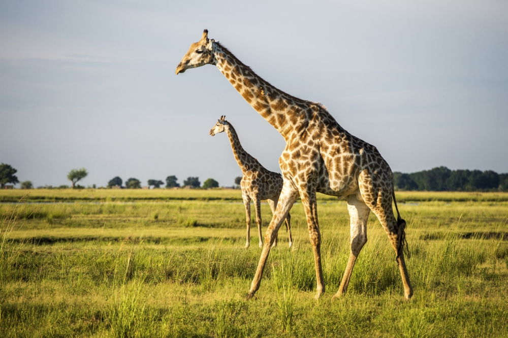 Giraffe Giraffa Camelopardalis Chobe National Park - Kasane Botswana Poster Print - 38 x 24 in. - Large