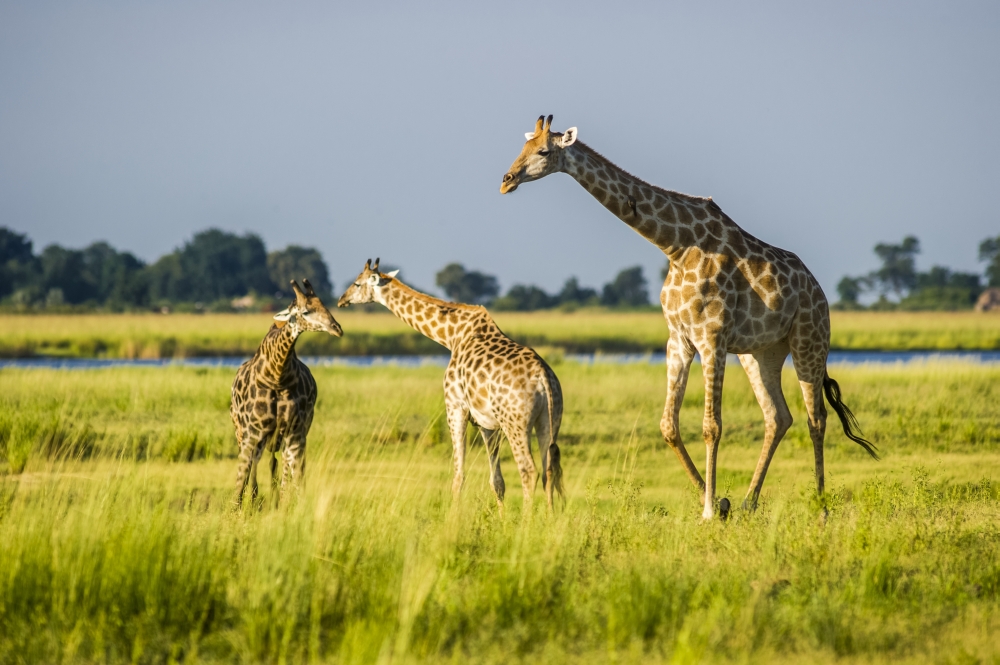 Giraffe Giraffa Camelopardalis Chobe National Park - Kasane Botswana Poster Print - 38 x 24 in. - Large
