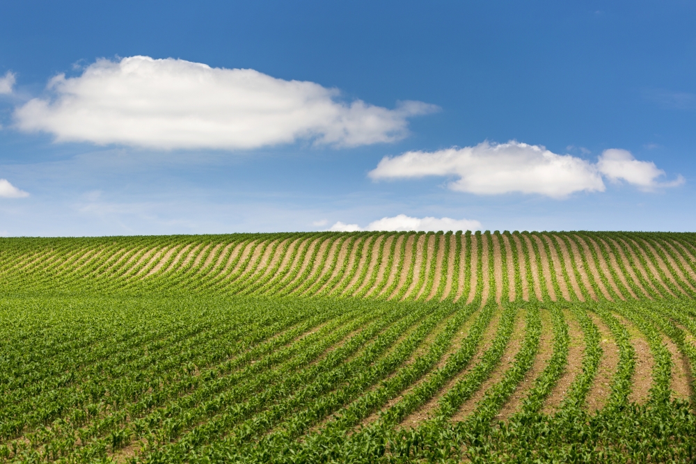 Rows of A Corn Field on A Hilly Slope with Blue Sky & Clouds - Glomel Brittany France Poster Print - 38 x 24 in. - Large