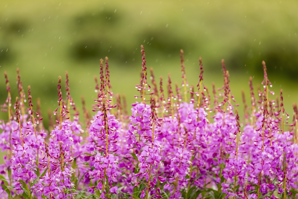 Common Fireweed Lines The Denali Park Road at Sable Pass in Denali National Park in Interior Alaska Summer. Poster Print - 38 x 24 in. - Large