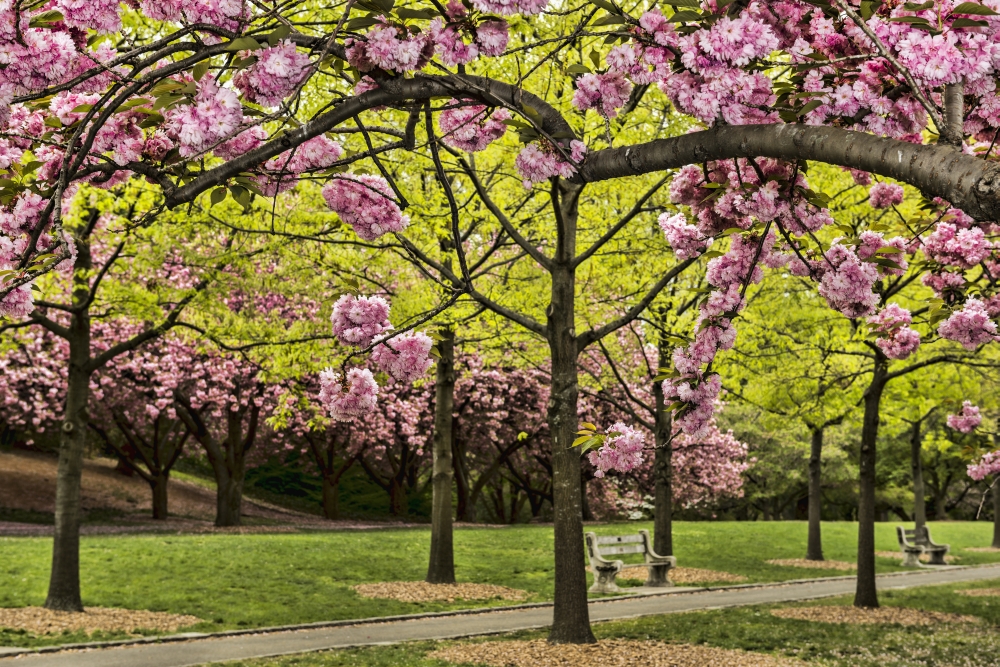 DPI12284585 Cherry Blossoms Along Cherry Esplanade Brooklyn Botanic Garden - Brooklyn New York United States of America Poster Print - 19 x 12 in.