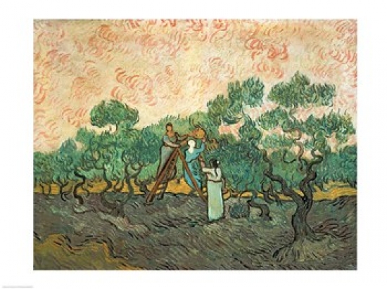 The Olive Pickers Poster Print by Vincent Van Gogh - 24 x 18 in.