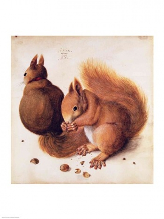 Squirrels 1512 Poster Print by Albrecht Durer - 24 x 36 in. - Large