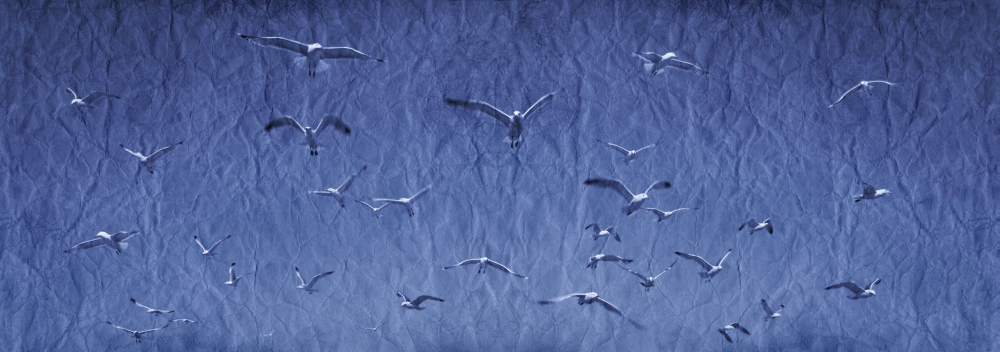 A Group of Birds Poster Print - 23 x 8 in.