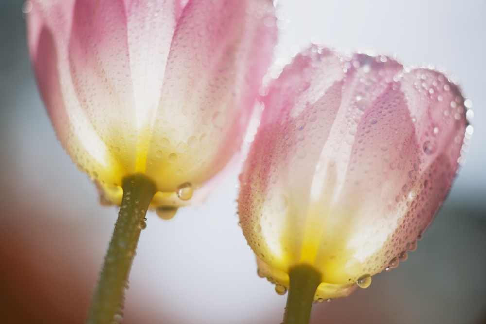 Dew on Tulips Poster Print - 19 x 12