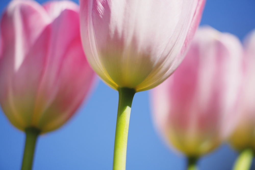 Tulips Poster Print - 19 x 12