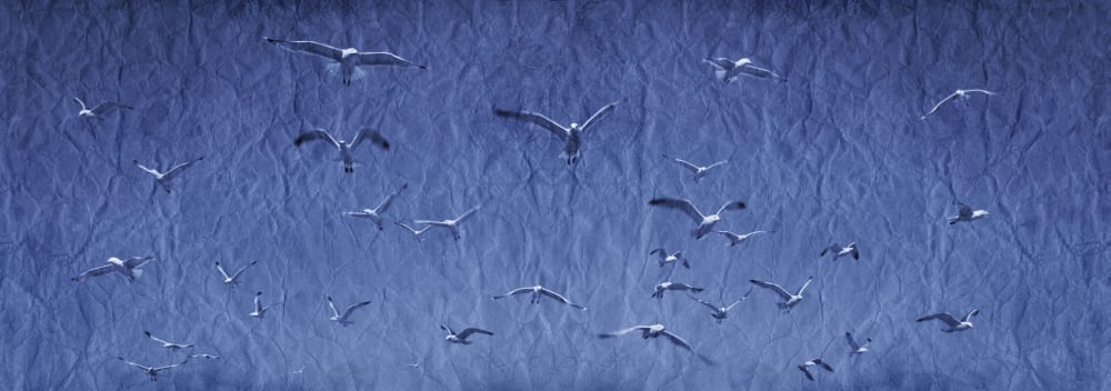 A Group of Birds Poster Print - 44 x 15 in. - Large