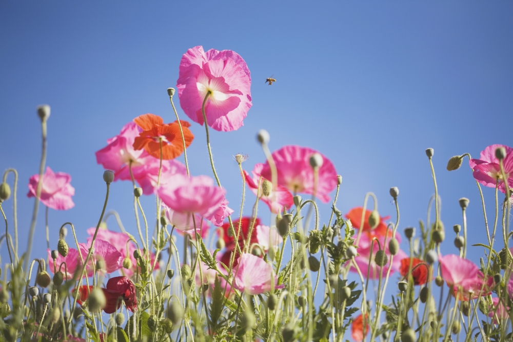 Pink Flowers Against Blue Sky Poster Print - 19 x 12