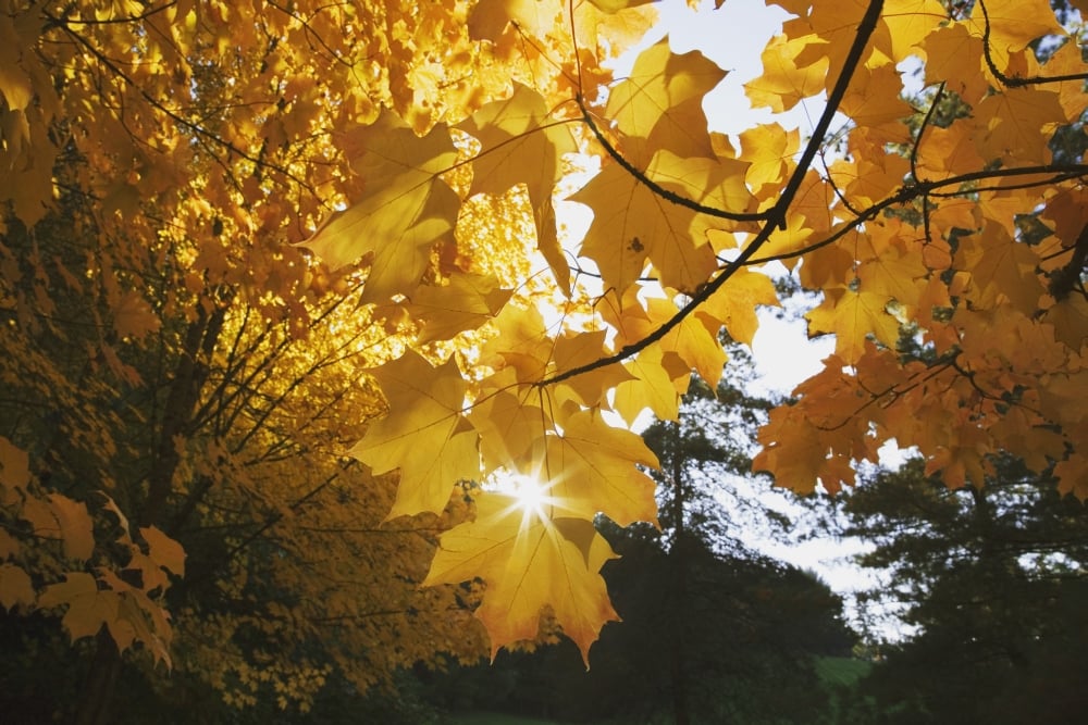 Fall Leaves Poster Print - 19 x 12