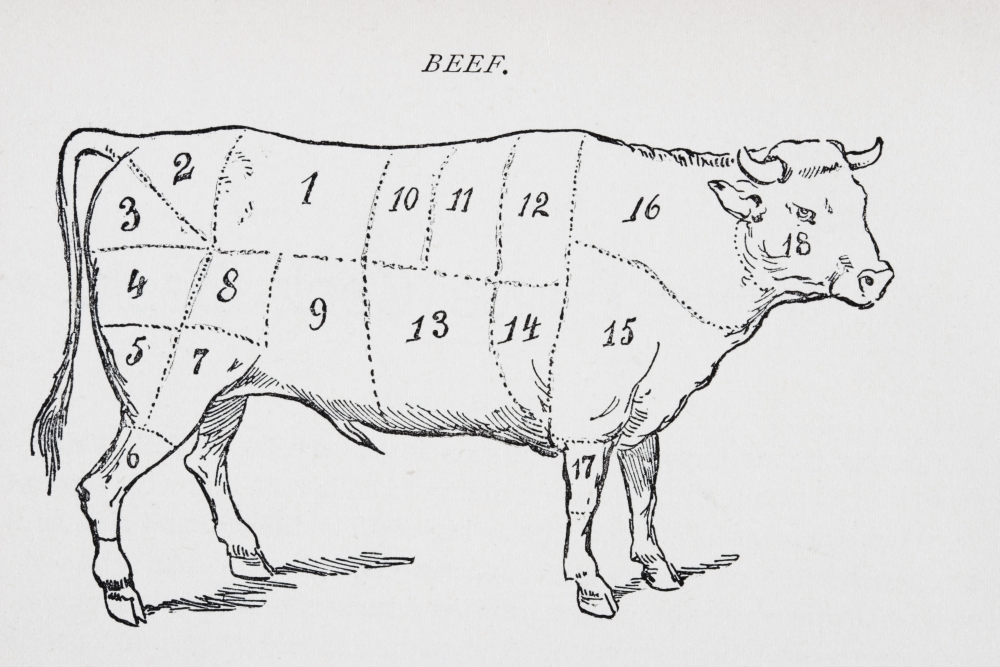 DPI1860792 Drawing of Bullock Marked to Show 18 Different Cuts of Meat Poster Print, 17 x 11