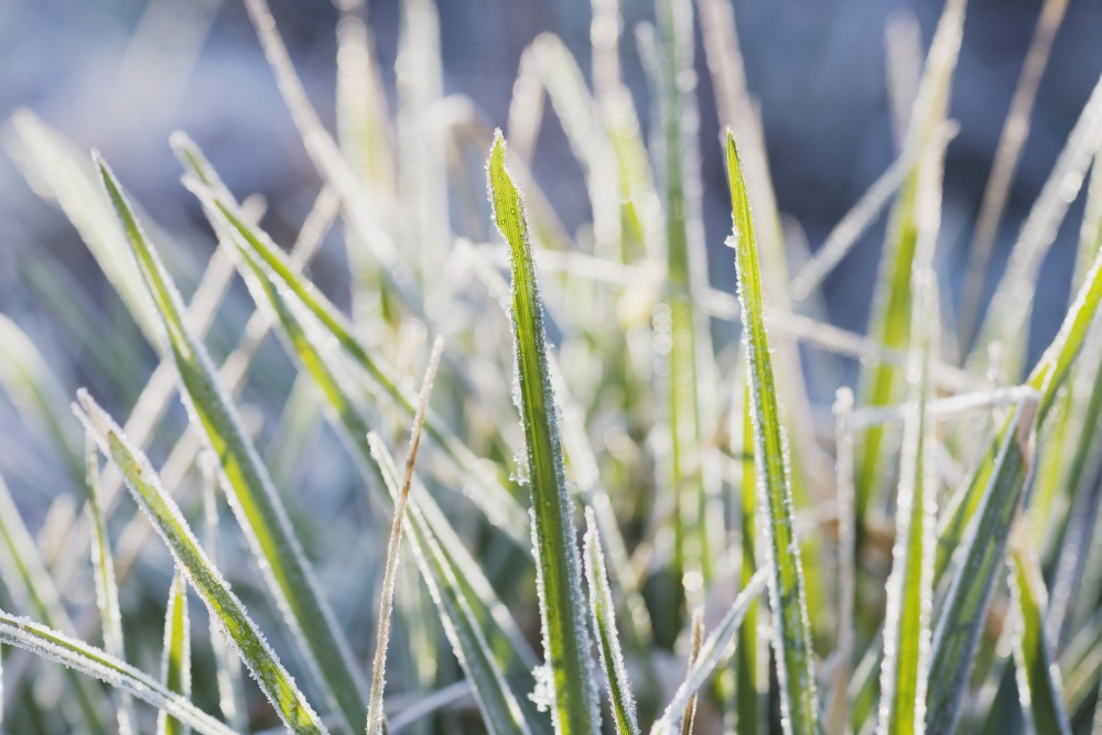 Frozen Blades of Grass Poster Print, 38 x 24