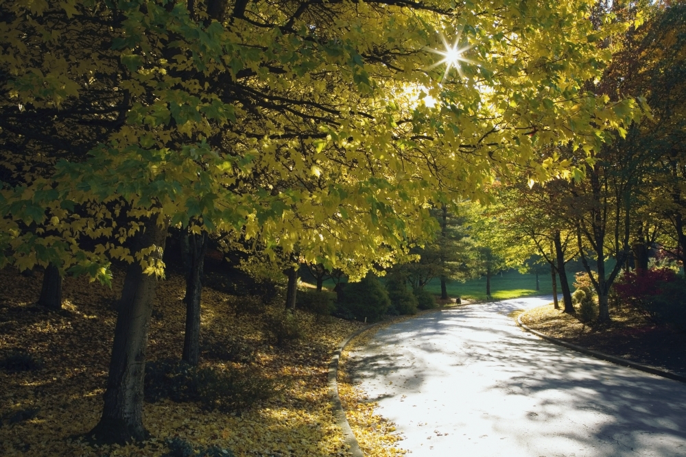 Road Among Autumn Trees Poster Print - 38 x 24