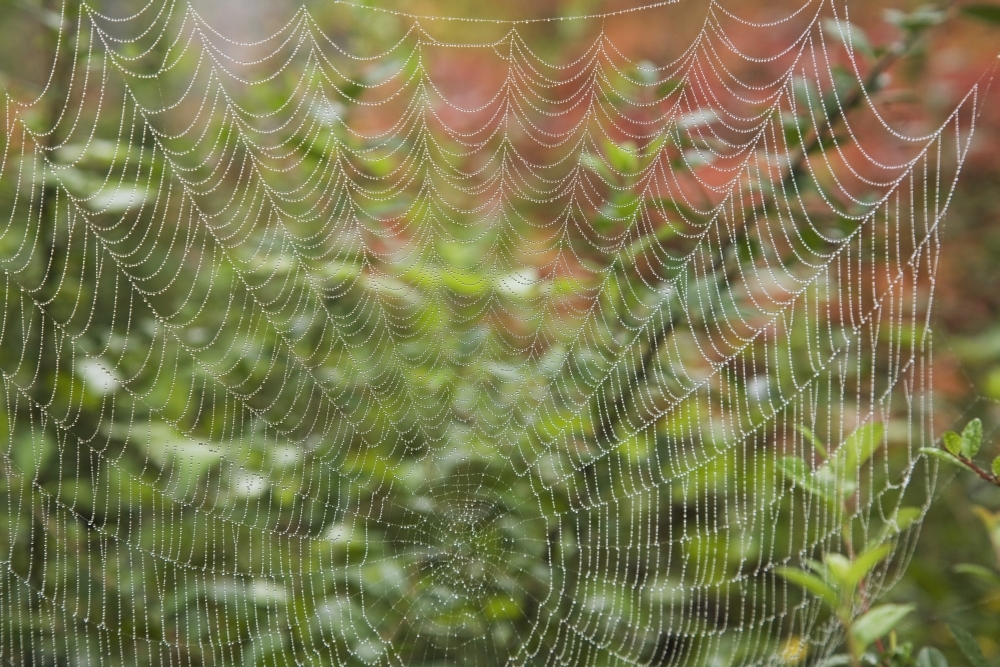 Detail of Spider Web Poster Print, 38 x 24