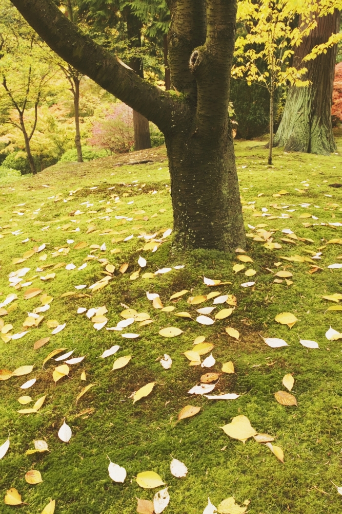 Autumn Leaves Poster Print, 24 x 38