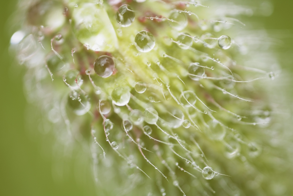 Dew on Plant Poster Print - 38 x 24