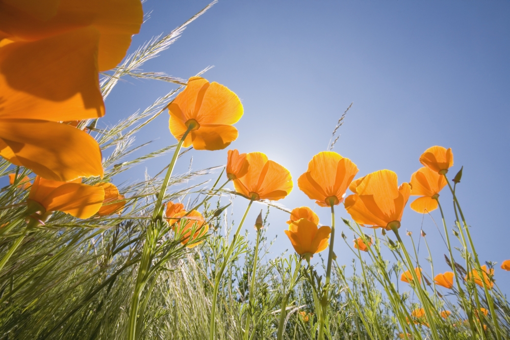 Orange Poppies Poster Print, 38 x 24