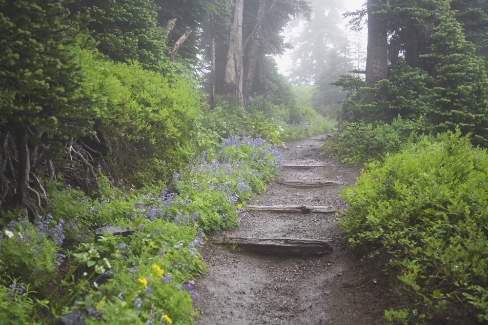 Foggy Forest Path Poster Print, 38 x 24