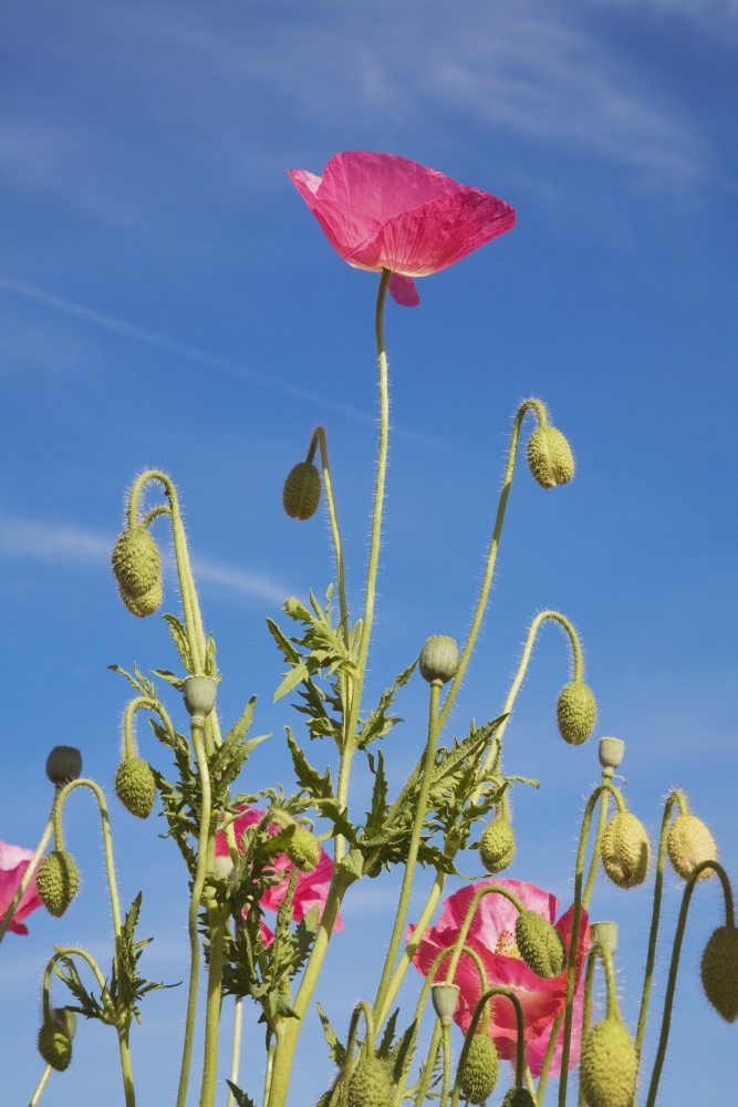 Red Flower Against Blue Sky Poster Print - 12 x 19