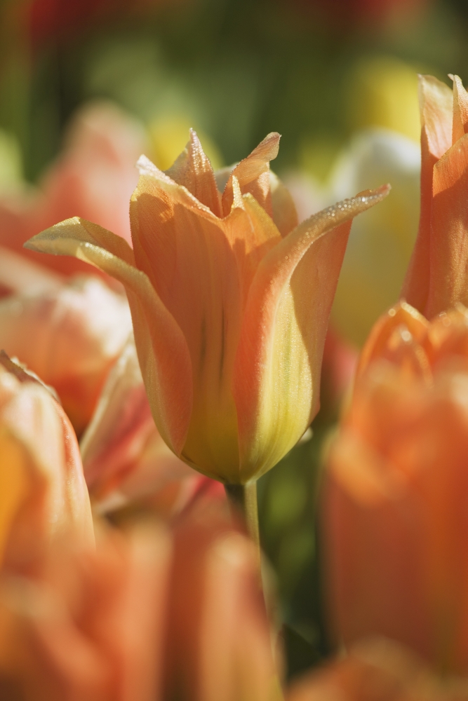 Tulip Poster Print - 12 x 19