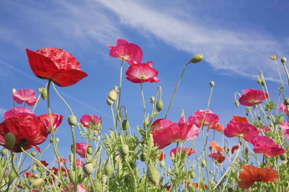 DPI1860982 Red Flowers Against Blue Sky Poster Print, 19 x 12