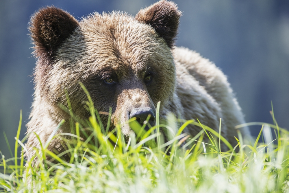 Grizzly Bear Poster Print - 38 x 24 in. - Large