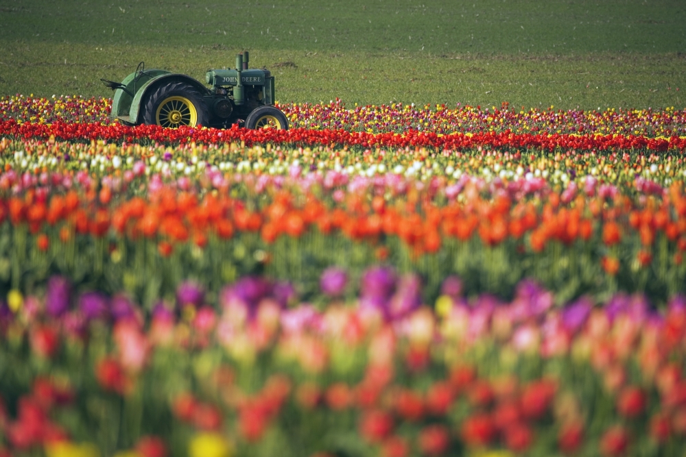 Tractor In Tulip Field Poster Print - 38 x 24