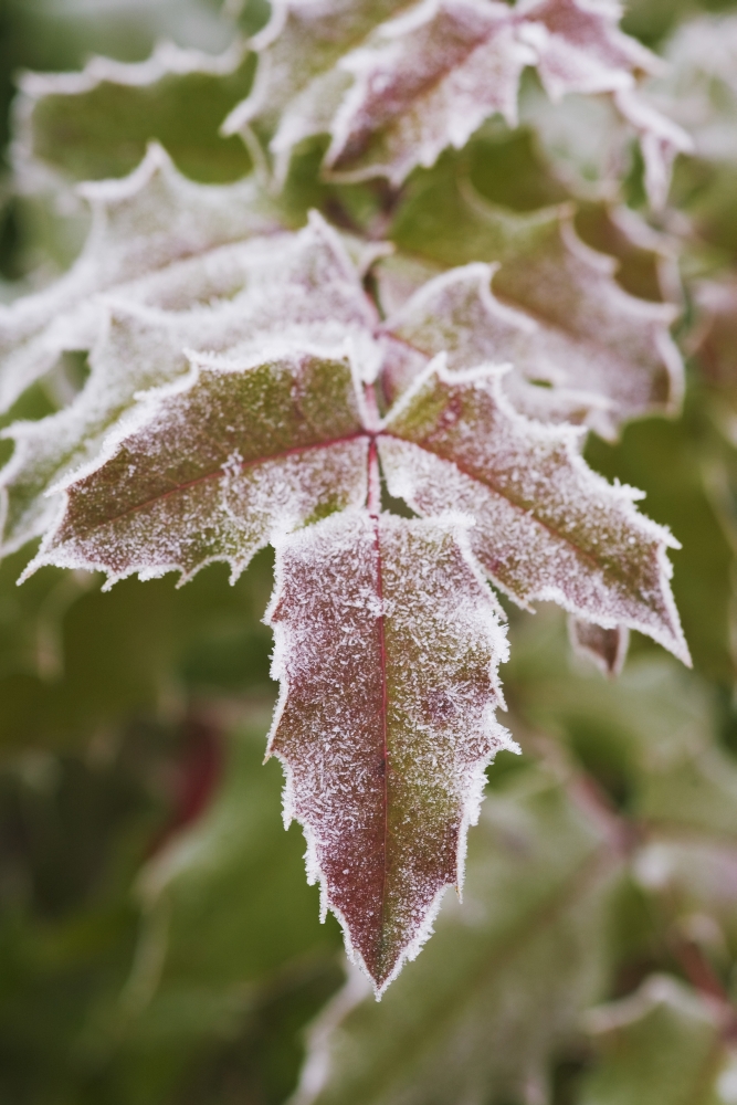 Frozen Leaves Poster Print, 24 x 38