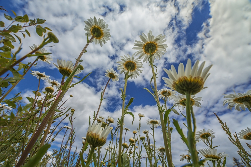DPI12252425 Looking Up at Daisies Bellis PernnisFor A Unique Perspective - British Columbia Canada Poster Print - 19 x 12 in.