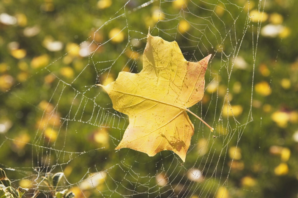 Fall Leaf In A Spider Web Poster Print, 38 x 24