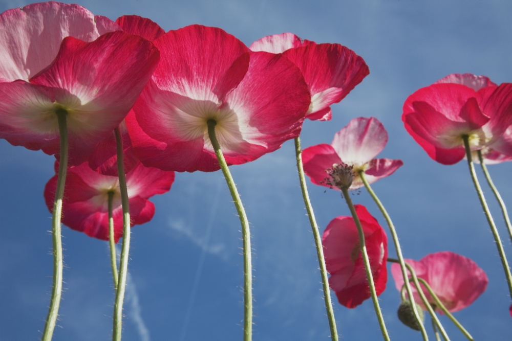 Pink Flowers Poster Print - 38 x 24