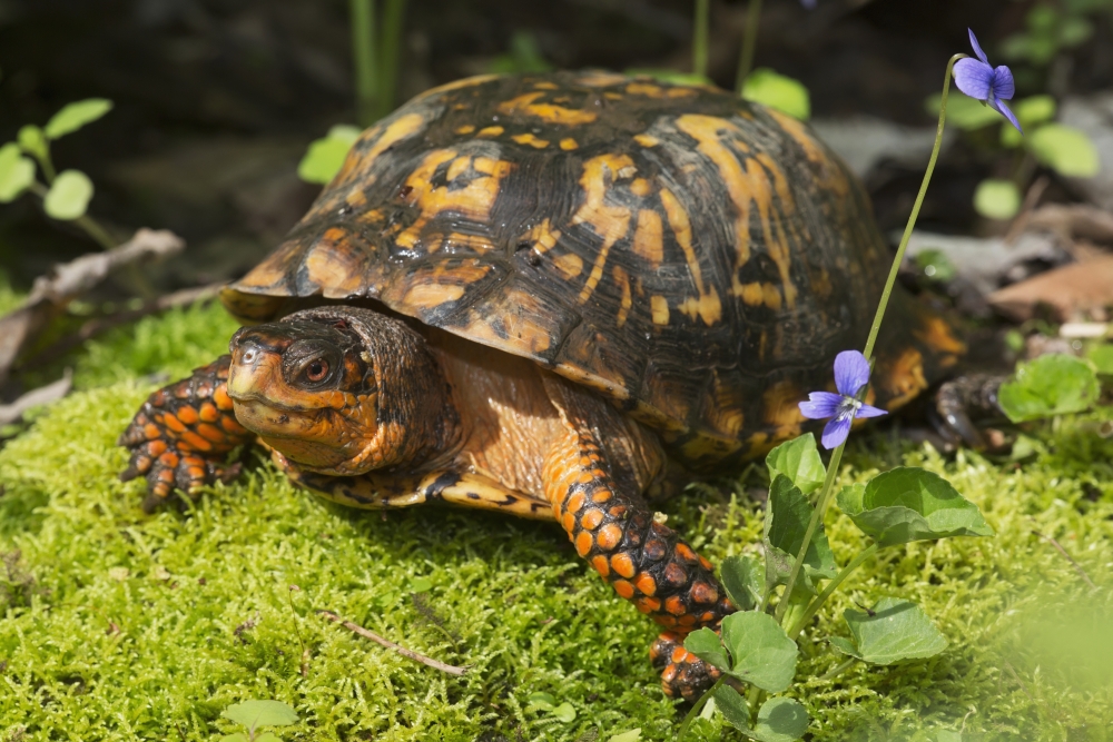 DPI12253118 Eastern Box Turtle on Sphagnum Moss Among Blue Violets - Connecticut USA Poster Print - 19 x 12 in.