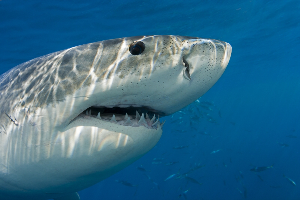 Great White Shark Carcharodon Carcharias Just Below The WaterS Surface - Guadalupe Island - Mexico Print - 19 x 12 in.