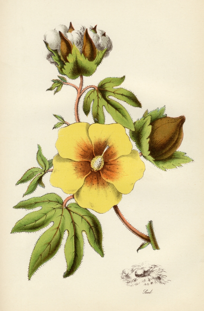 DPI1861890LARGE Cotton Plant From the National Encylopaedia Published by William Mackenzie London Late 19th Century Poster Print, 22 x 34