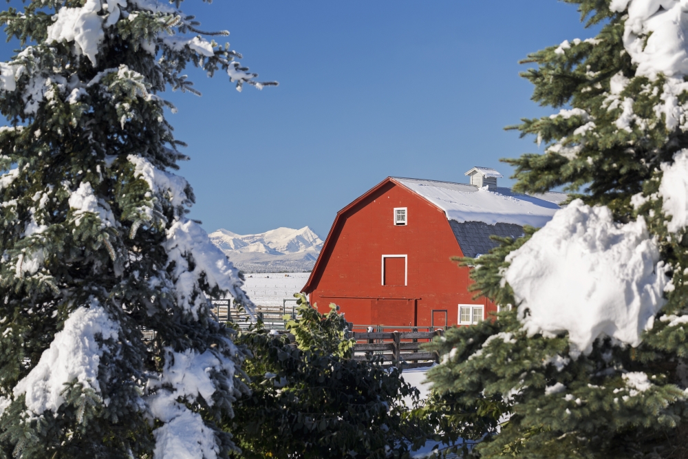 Snow Covered Red Barn Framed Between Snow Covered Evergreen Trees with Snow Covered Mountains & Blue Sky in The Background Poster Print - 19 x 12 in.