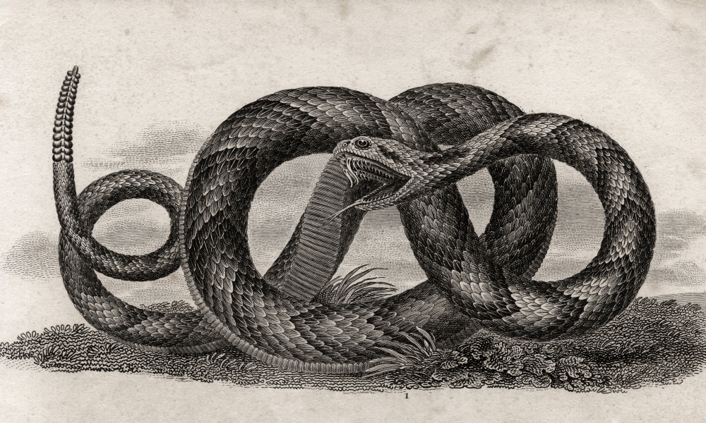 Banded Rattlesnake Crotalus Horridus From A 17th Century Poster Print