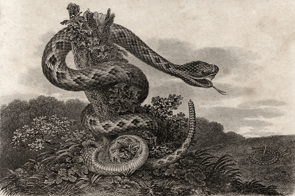 Striped Rattlesnake Crotalus Durissus From A 17th Century Poster Print