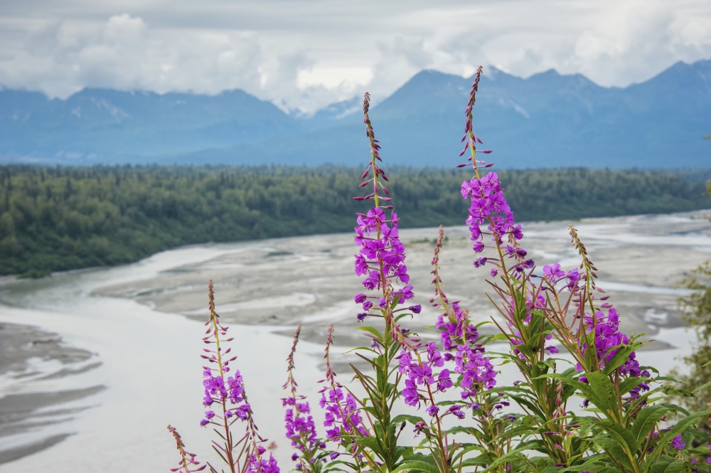DPI12256919LARGE Fireweed Epilobium Angustifolium with The Alaskan Susitna River in The Background Poster Print - 38 x 24 in. - Large