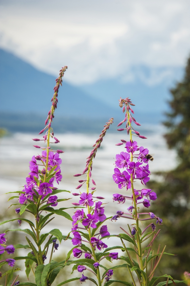 DPI12256920LARGE Fireweed Epilobium Angustifolium with The Alaskan Susitna River in The Background Poster Print - 24 x 38 in. - Large